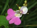 Impatiens balfourii